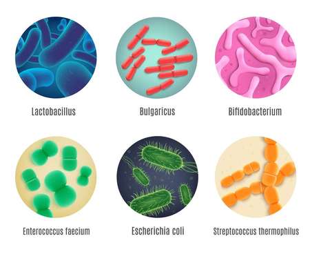 Кишечные микробы у человека