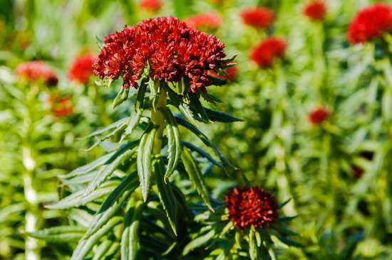 Уникальные растения для сада аллергиков