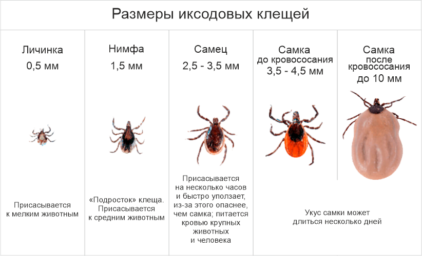 Откуда появились клещи в россии. Размер клеща. Клещи Размеры.